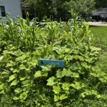 A small garden patch with leafy green plants and a blue sign, with a house and trees in the background.